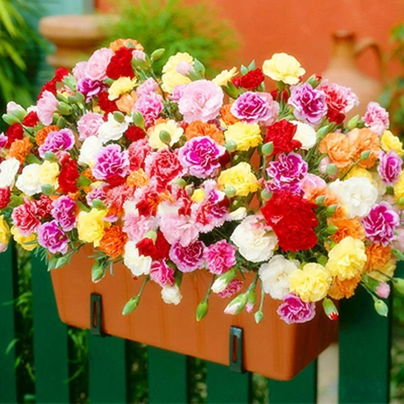 【重瓣康乃馨种子】耐寒易活四季开花盆栽庭院花卉