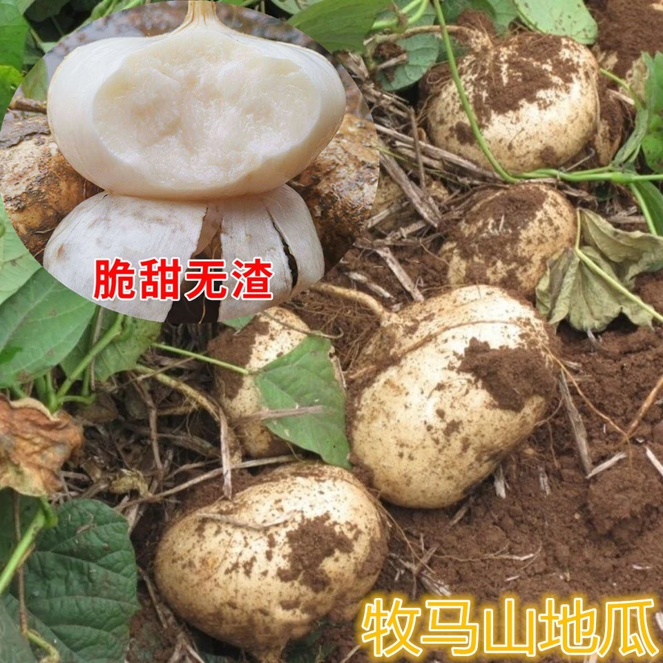 牧马山地瓜种子种籽孑水果地瓜特大白瓤香甜早熟种植