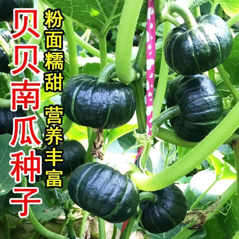 奶油贝贝南瓜种子家庭盆栽地栽四季种植香甜软糯