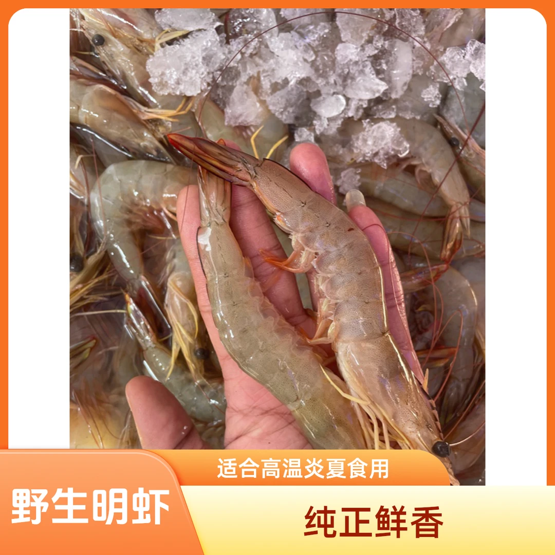 广东阳江海陵岛野生新鲜明虾