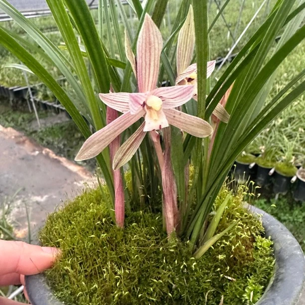 直播间四川春兰春剑绿植纯自然养殖裸根发货