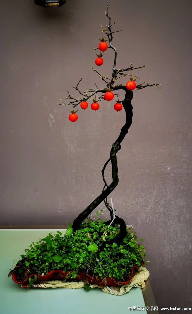 M01-M50老鸦柿素材