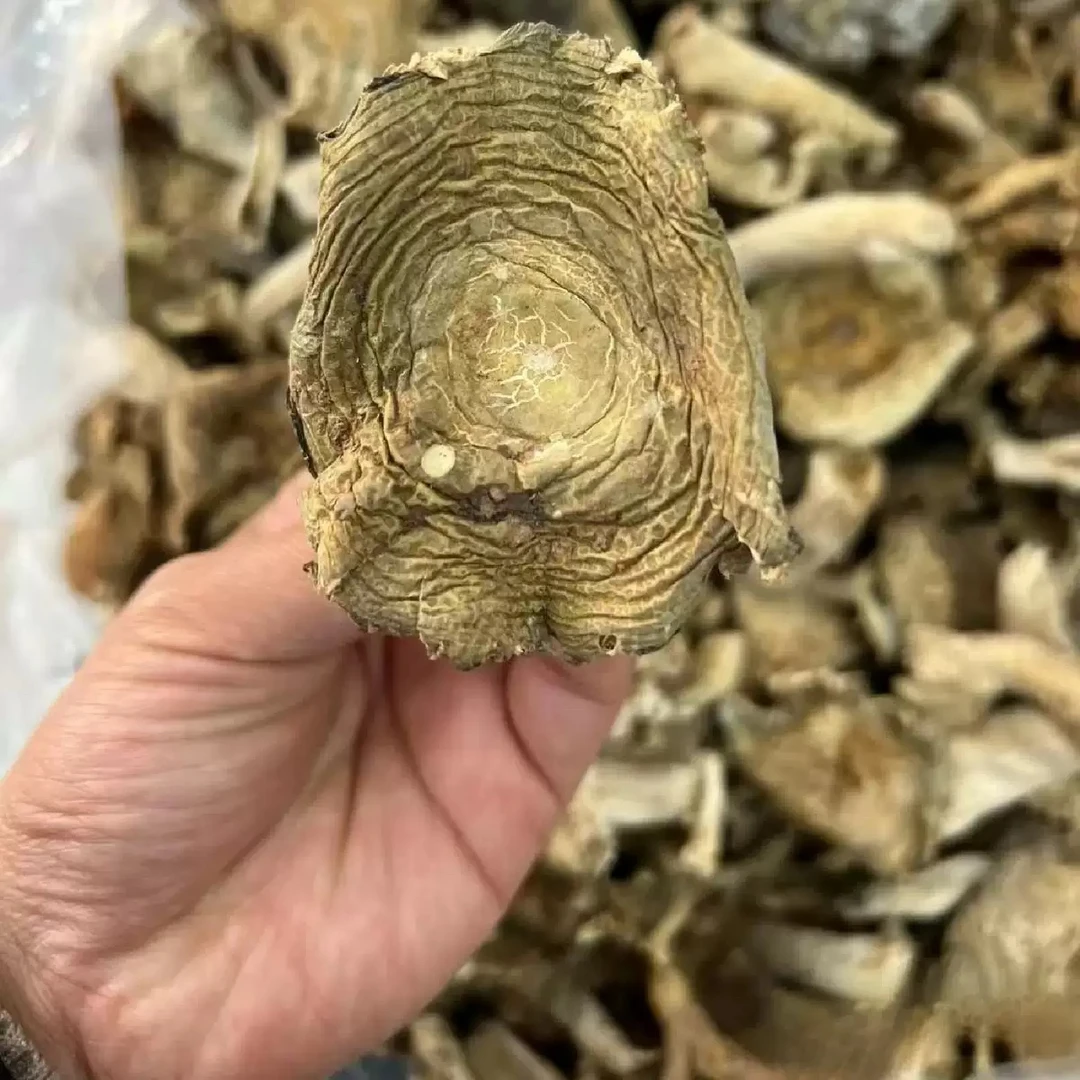 青头菌新鲜干货绿豆菌变色红姑梨菇美味煲汤食材