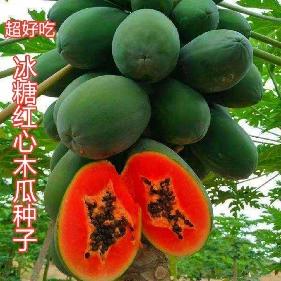 木瓜种子四季播种阳台盆栽小院种植简单夏季开花高产水果