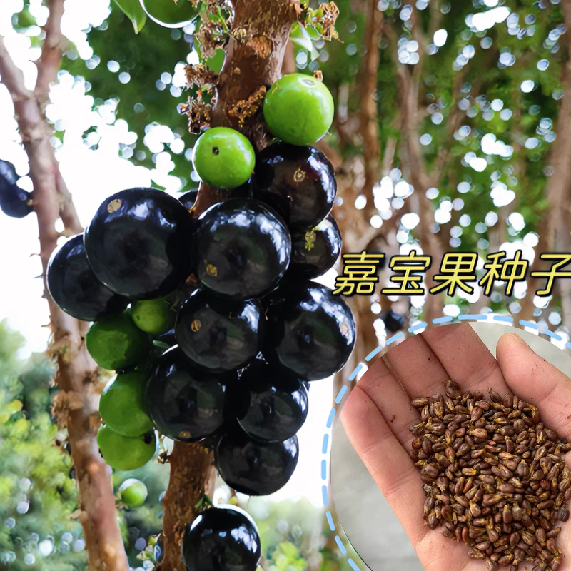 【果种子】四季播种阳台盆栽小院种植高产水果沙巴果种子
