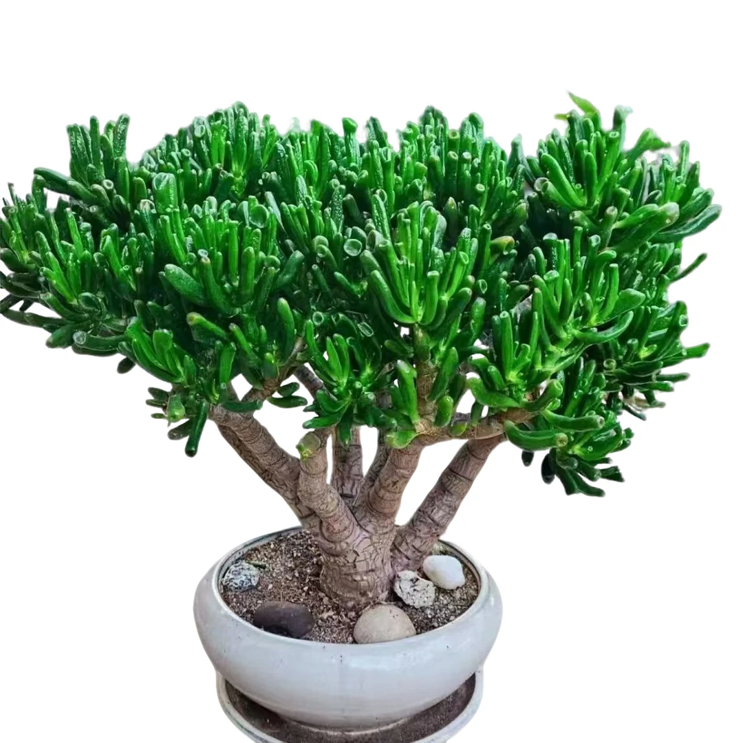 精品多肉植物   吸财树 超大号   好看好养