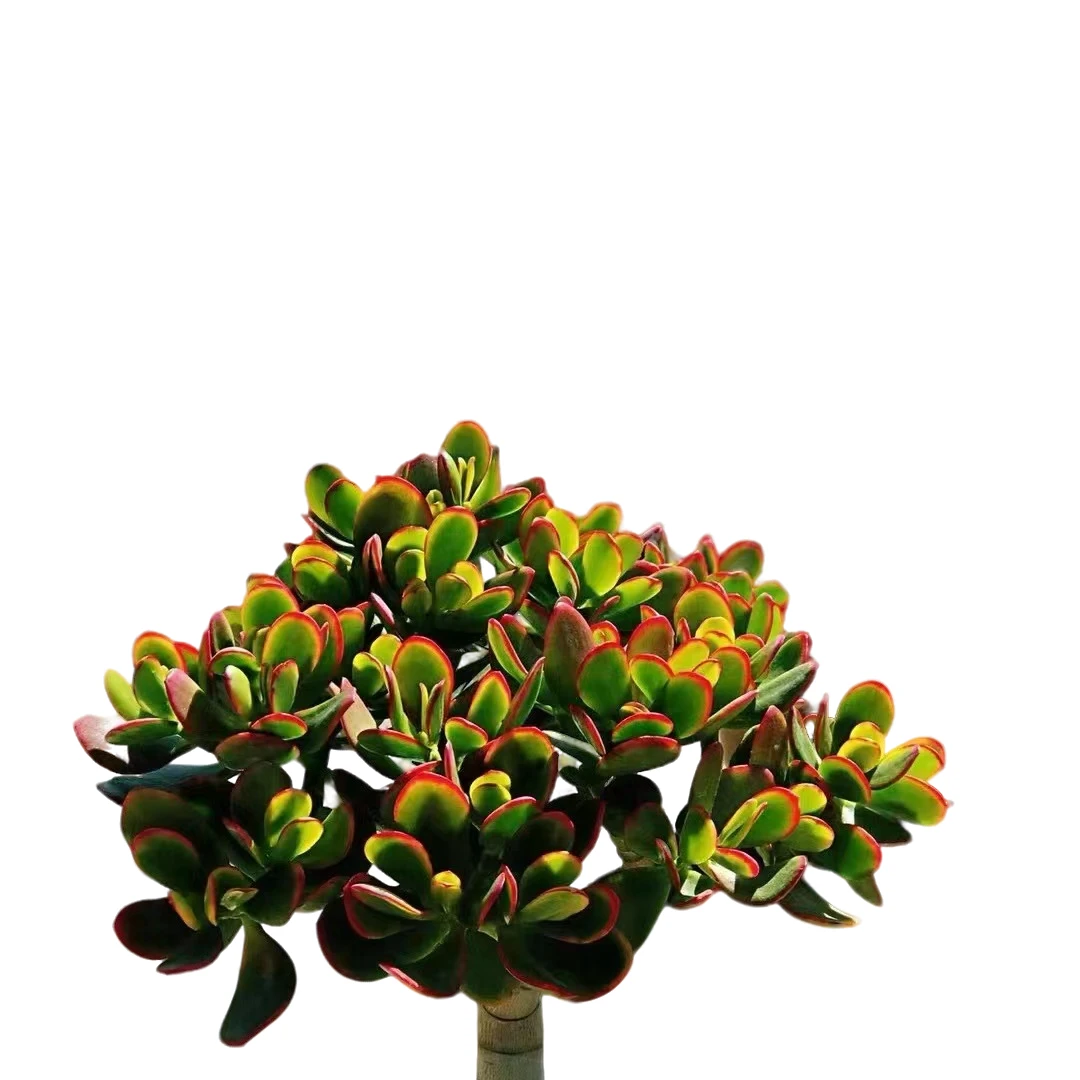 精品多肉植物 摇钱树  好看好养