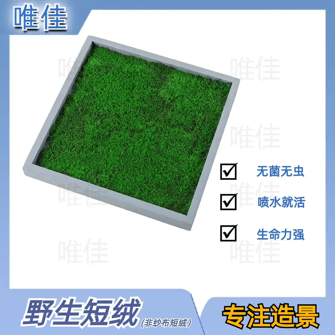 苔藓人工驯服短绒藓水陆缸造景缸精品美观耐活现货四季室内微景观