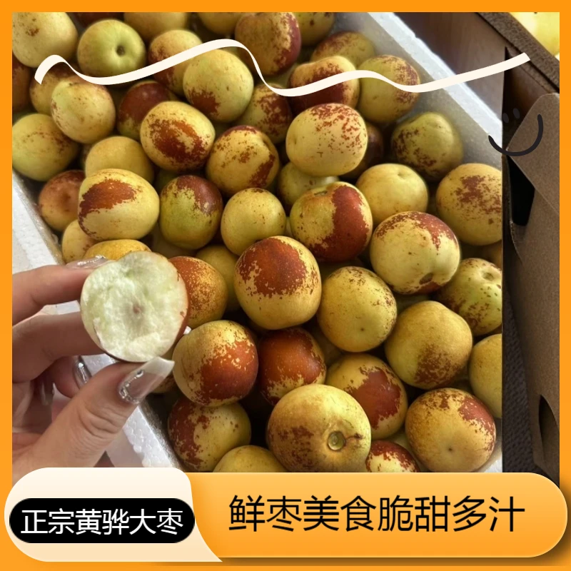 正宗黄骅枣脆甜多汁鲜枣