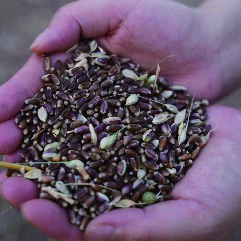 黑麦面粉不含麦麸农家粗粮面粉高纤维低脂面粉劲道健康