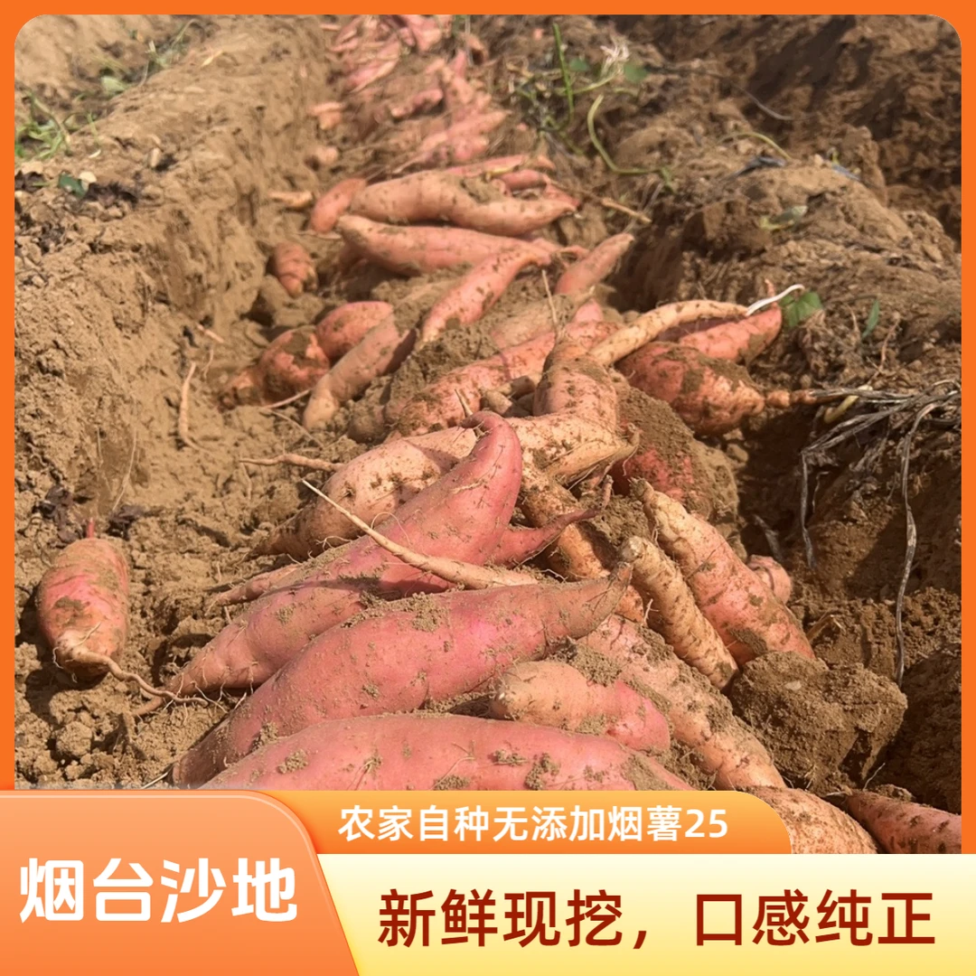 【顺丰包邮】正宗烟台沙地烟薯25号软糯香甜（带箱5斤）