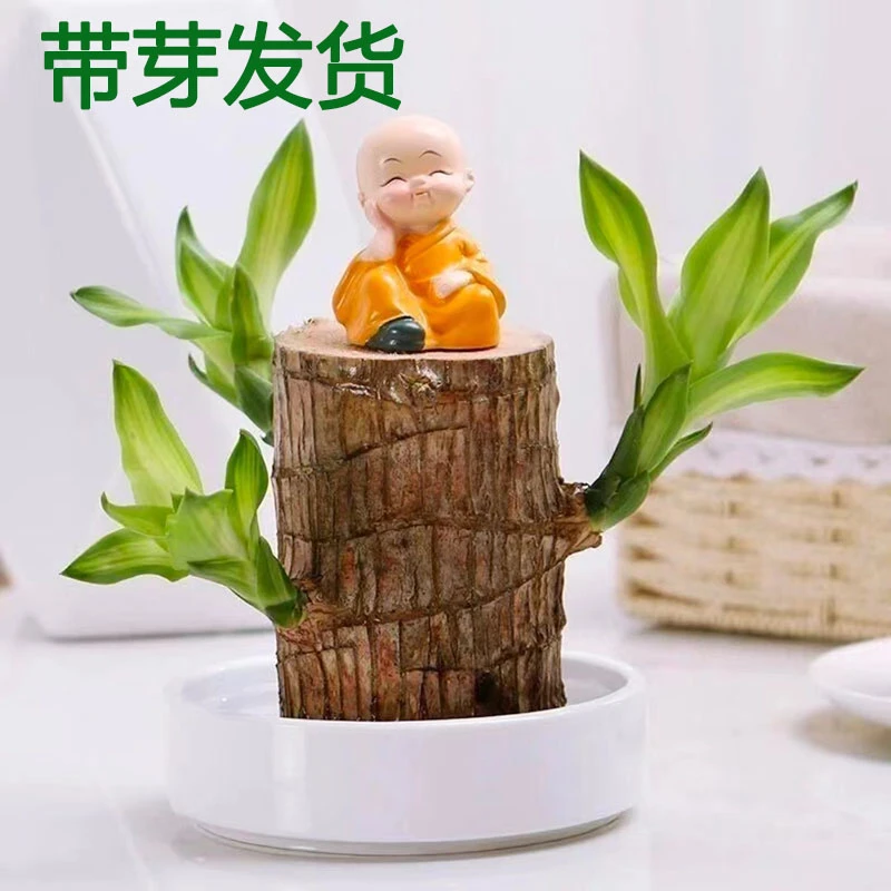 【带芽】水培植物巴西木幸运木格鲁特室内绿植很好花卉盆栽四季常青