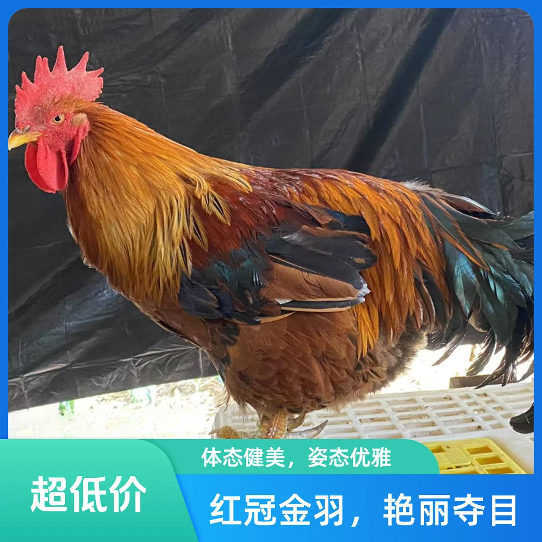 【直播间称重改价】一年以上老公鸡 山上农户散养土鸡大公鸡