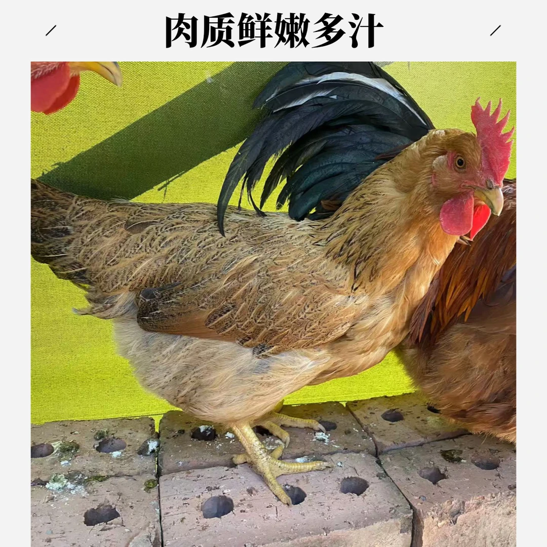 【直播间称重改价】一年以上土项鸡 山上农户散养活鸡农村土鸡