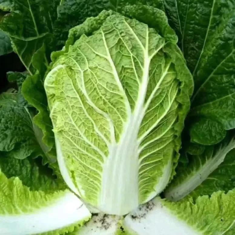 张家界高峰大白菜农家自种现摘现发新鲜时令蔬菜包邮