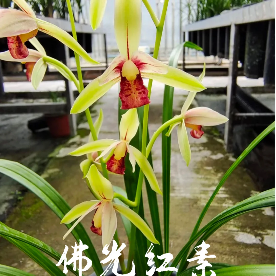 建兰佛光红素，越开越红！