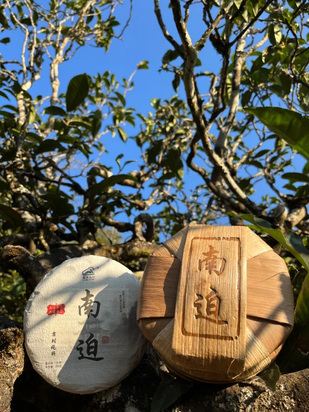 冰岛五寨之一（南迫老寨）2021年头春古树普洱生茶200克/饼