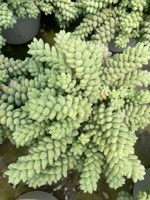 多肉玉缀植物180绿色