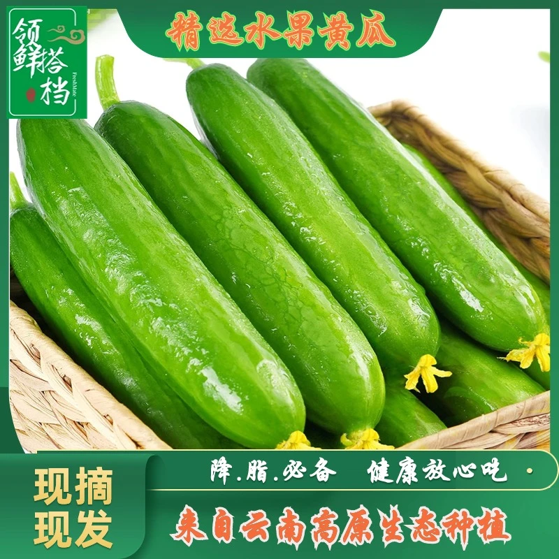 水果小黄瓜小青瓜产地直供生吃凉拌口感美味香脆爽口多汁孕妇敷面