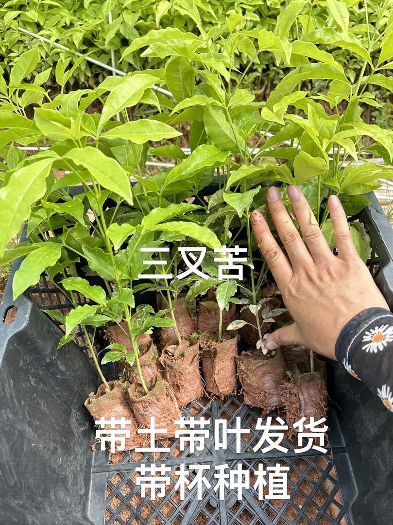 三叉苦树苗三丫苦苗三岔苦木树苗广西基地带布袋发货免拆布袋种植