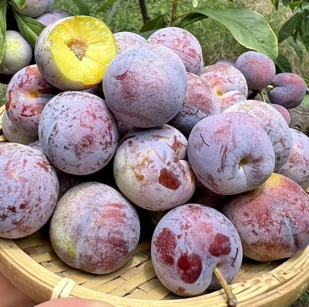 黑红布林黑宝石李子黑红布林黑宝石李子
