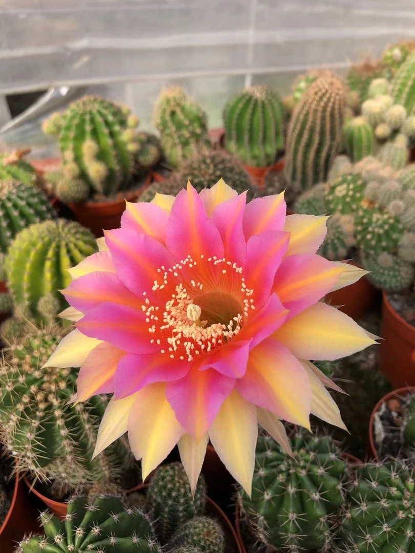 仙人球一物一拍链接