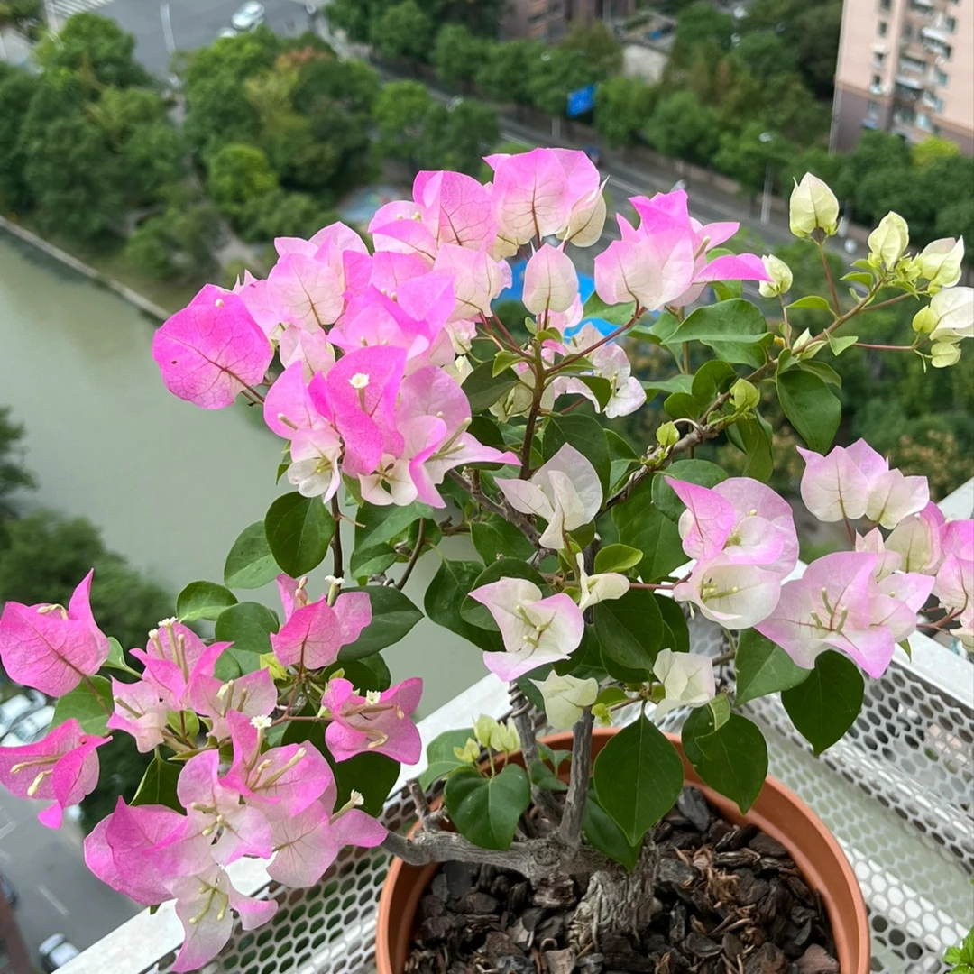 【一物一拍】三角梅好养易活勤花阳台户外