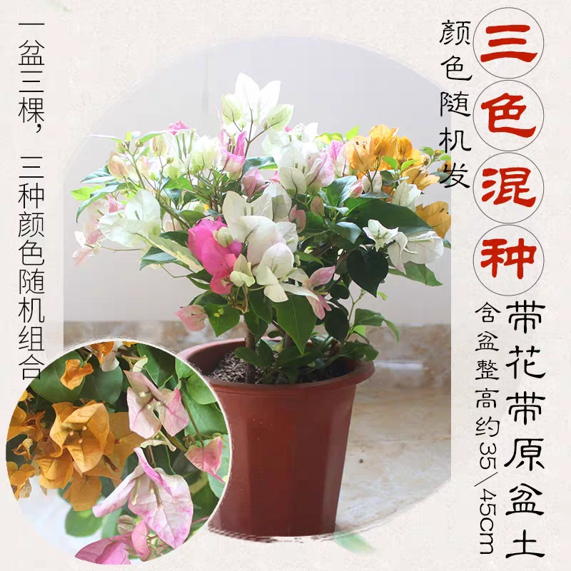 【三色三角梅】绿樱同安红加州黄三角梅花卉勤花四季开花基地直发