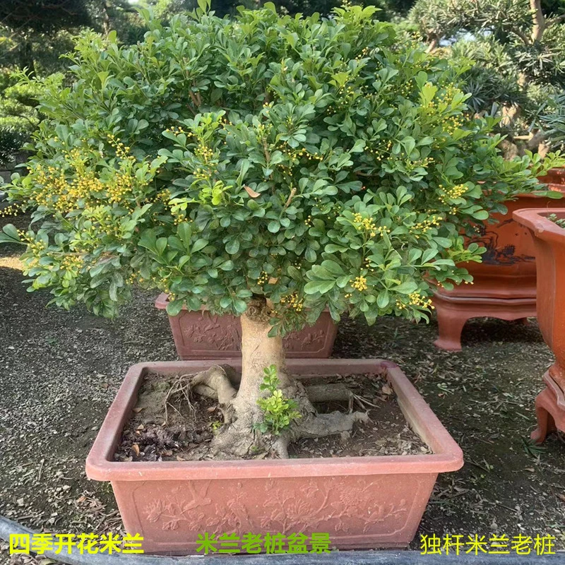 浓香老桩米兰绿植四季开花盆栽 阳台花卉 庭院室外 花园植物 绿化