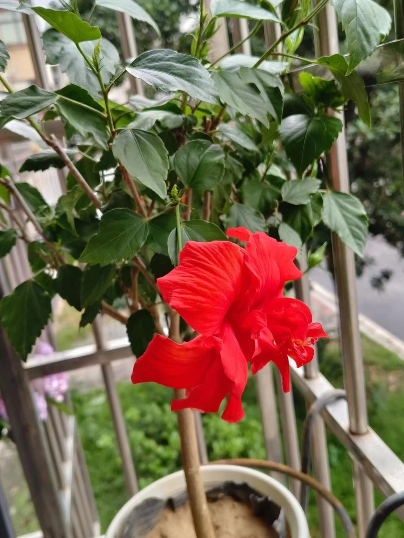 专属芙蓉牡丹荨麻颗植物基地直发不要换盆换盆不售后
