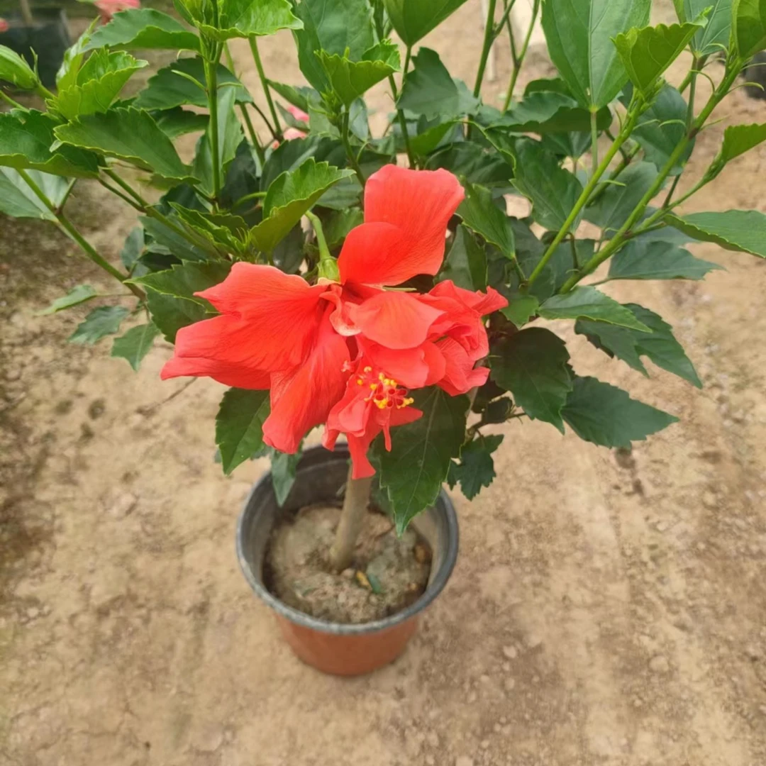 芙蓉牡丹荨麻月季花颗产地直发