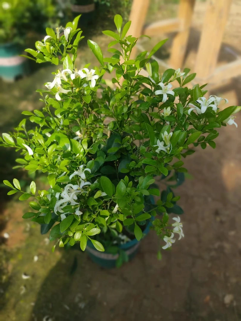 九里香芸香科山东基地直发换盆不售后