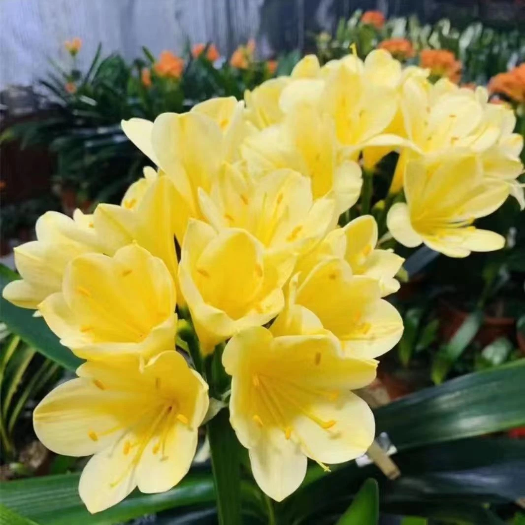 黄花君子兰1片叶子花苗