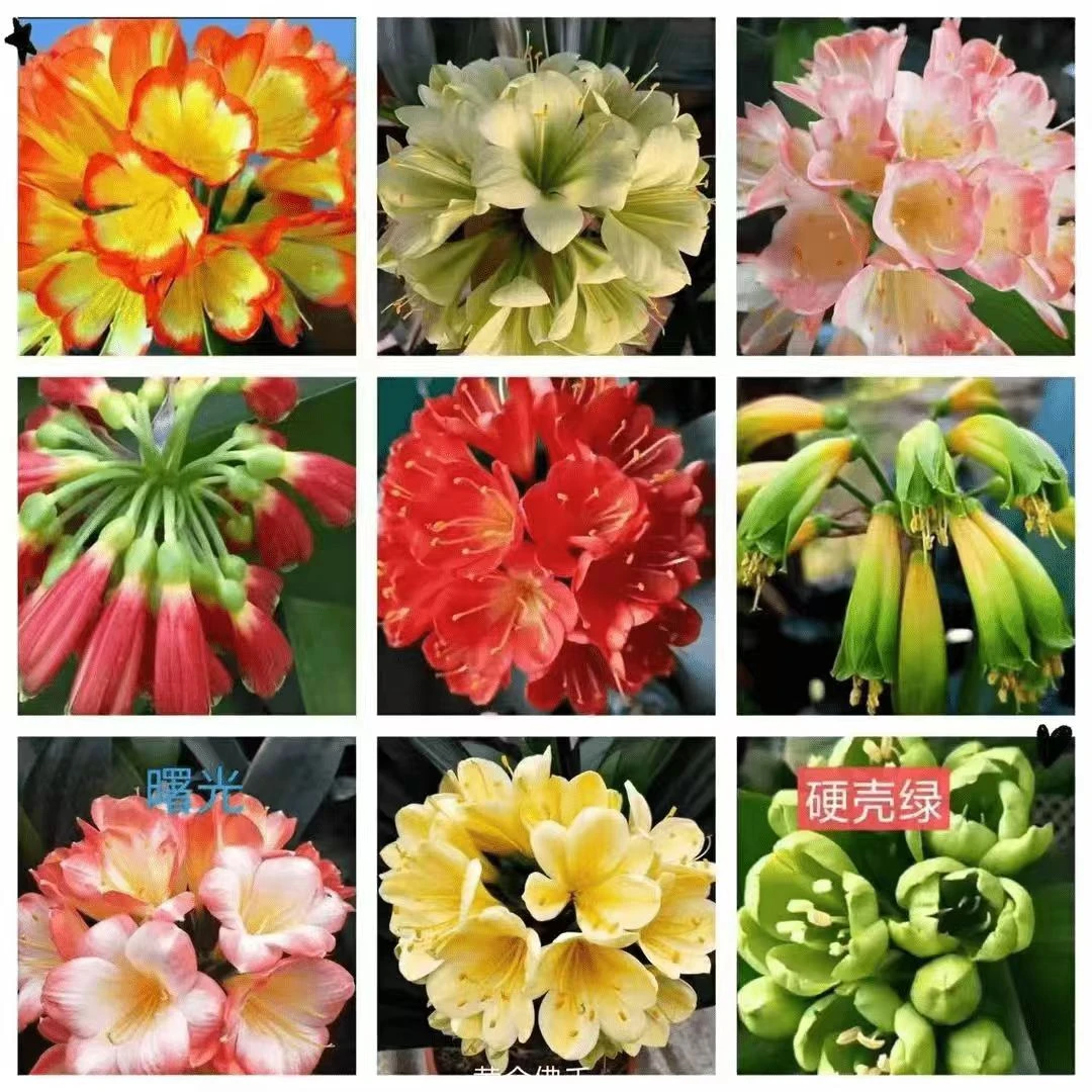 君子兰12号下单不支持退货