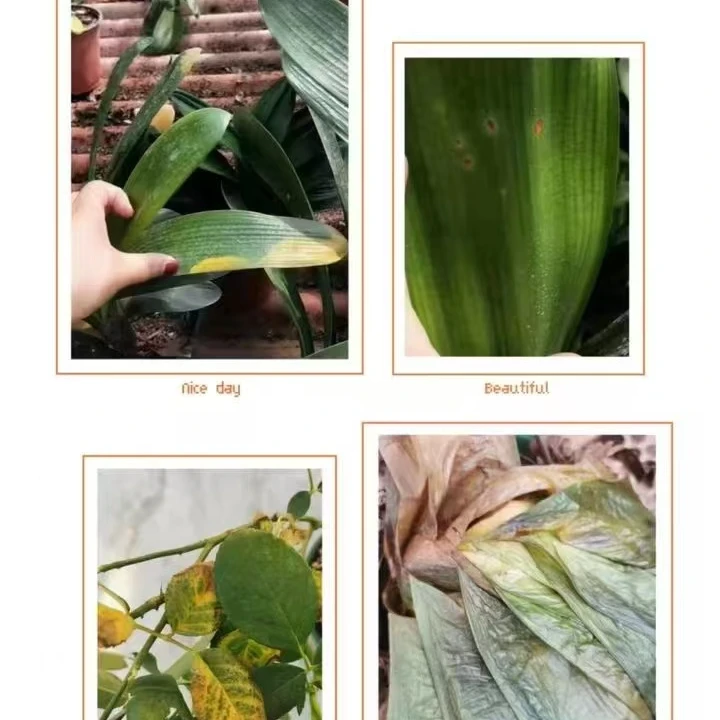 专治病菌引起的叶子发黄軟腐病