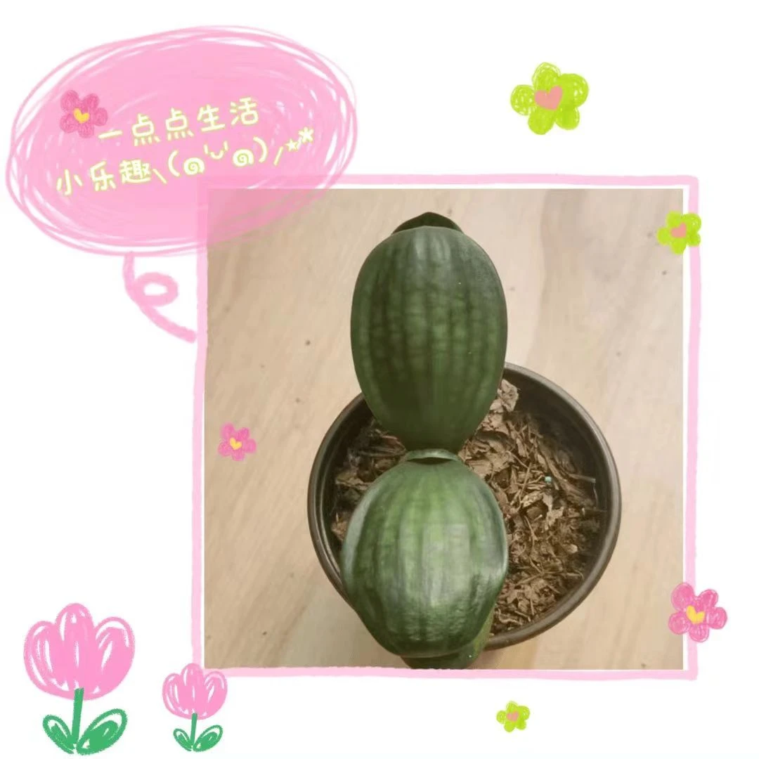 君子兰元宝下单不支持退货