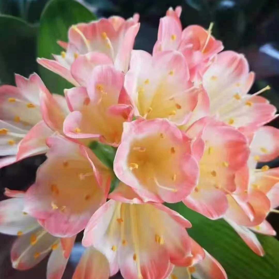 曙光粉君子兰花   1到 5片叶子
