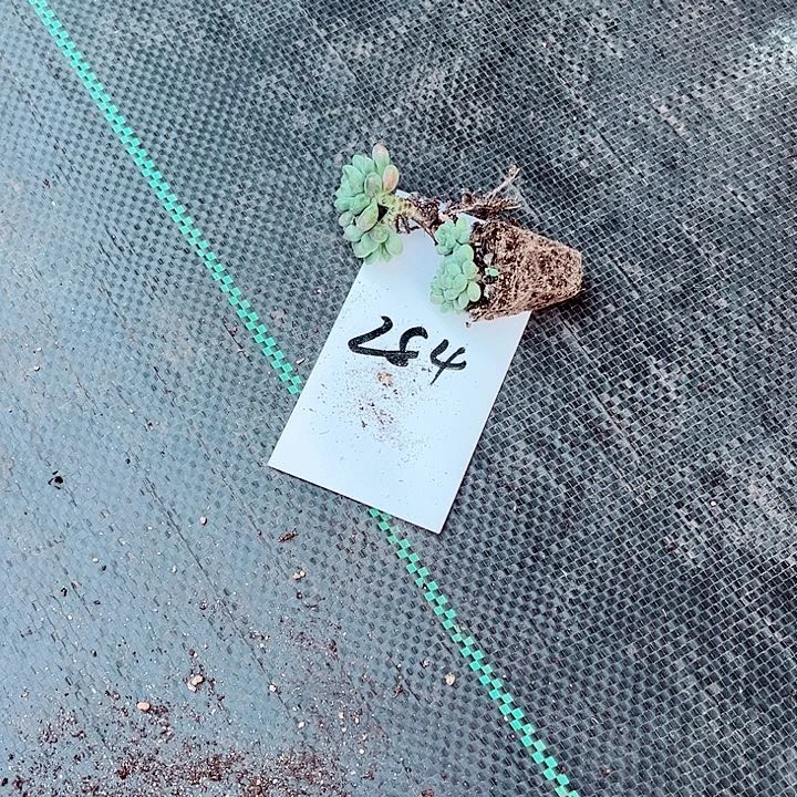 D****y284密密麻麻密密麻麻吗