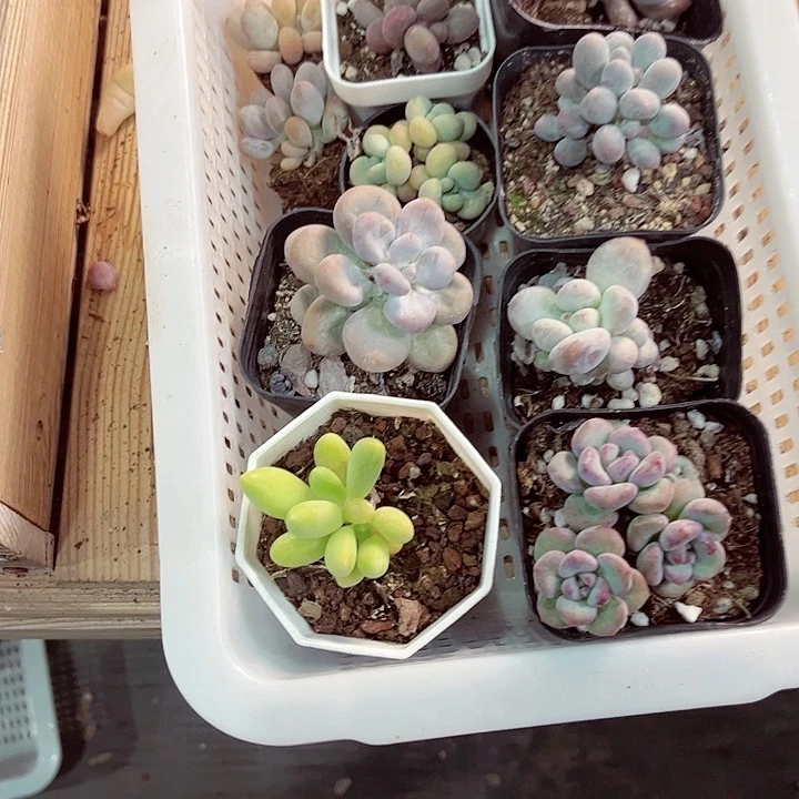 无***蛋96密密麻麻密密麻麻吗