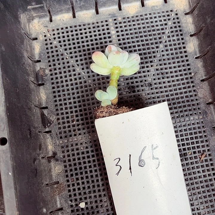 宝**洁3165名密密麻麻