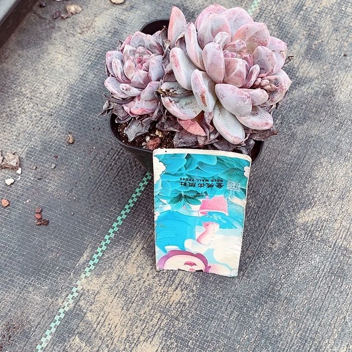 娄****）514密密麻麻密密麻麻