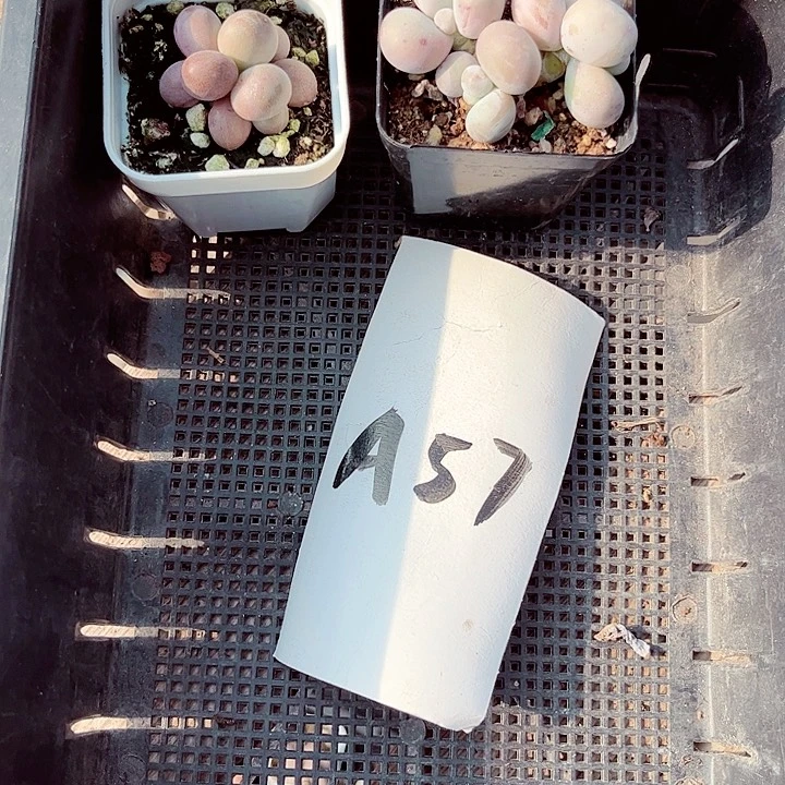 ?*有57密密麻麻密密麻麻吗