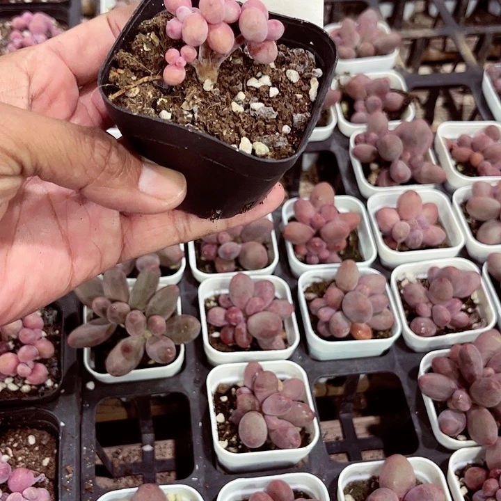 芷*53密密麻麻密密麻麻吗