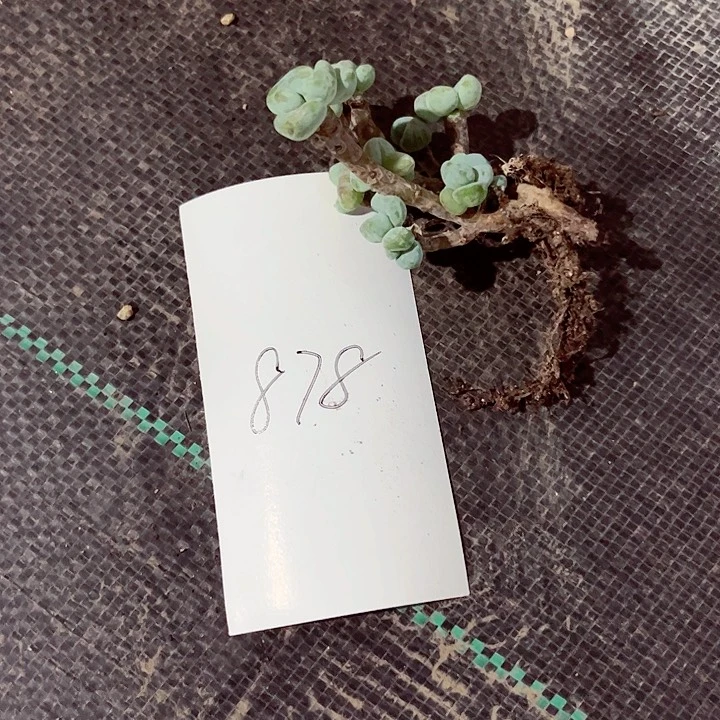 阳*878密密麻麻密密麻麻