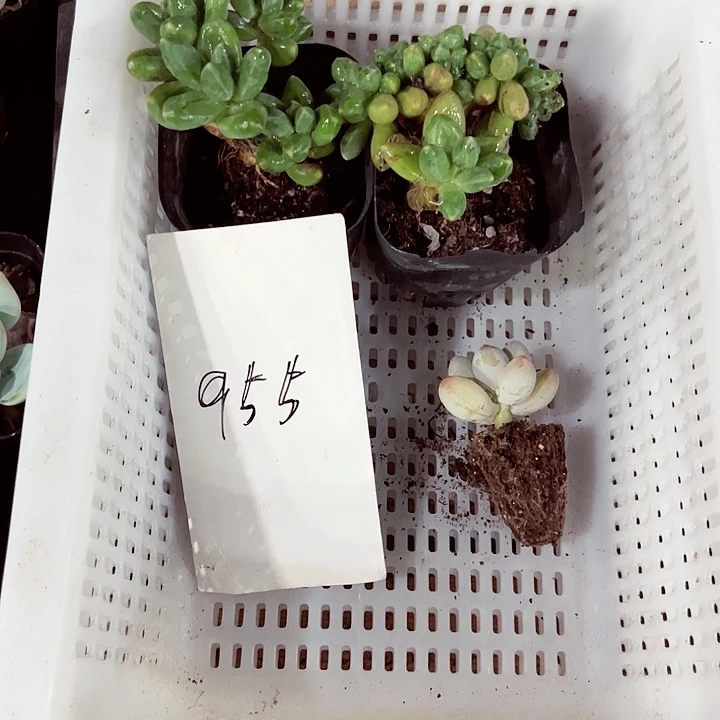 好*的955名密密麻麻吗