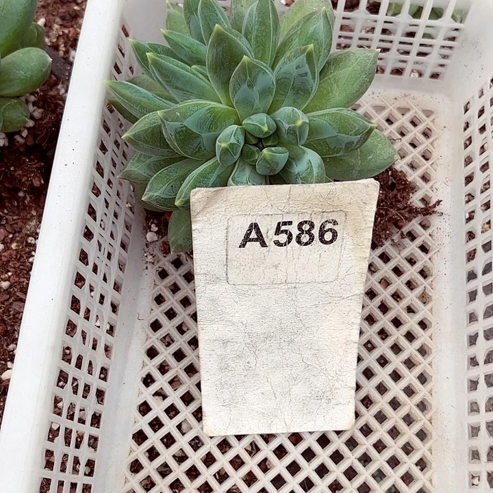 橙*586密密麻麻买买买