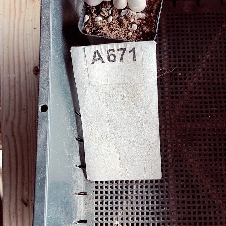 ?****?671密密麻麻密密麻麻