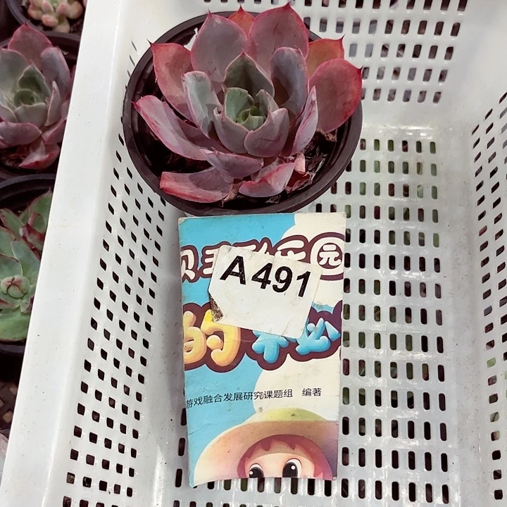 别****逢491密密麻麻买买买