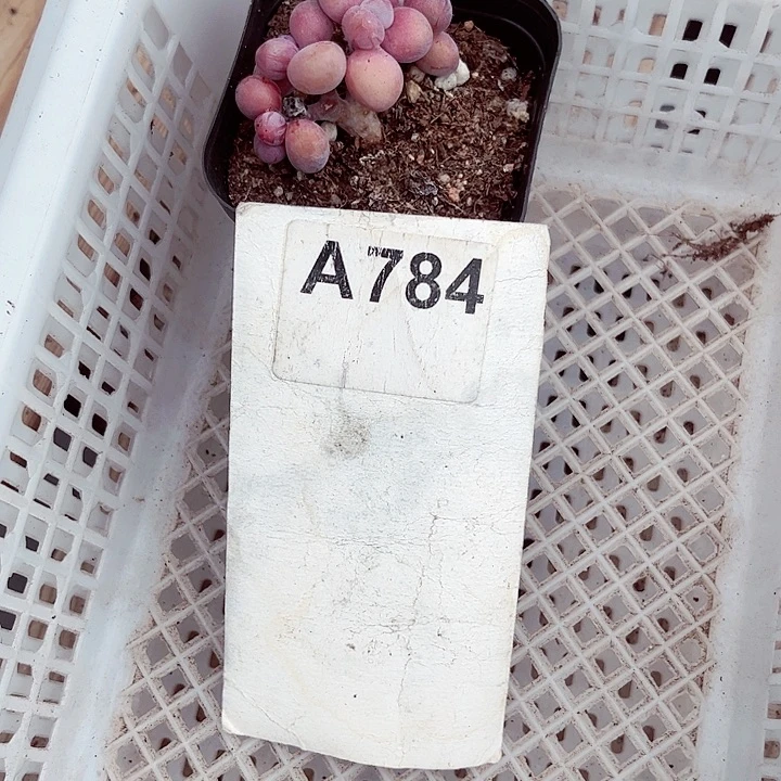 ?****?784密密麻麻密密麻麻