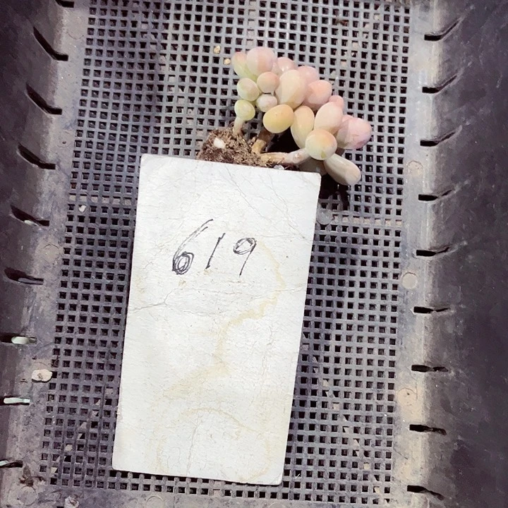 格*619密密麻麻买买买